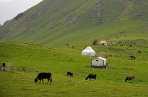 Naraty Grassland